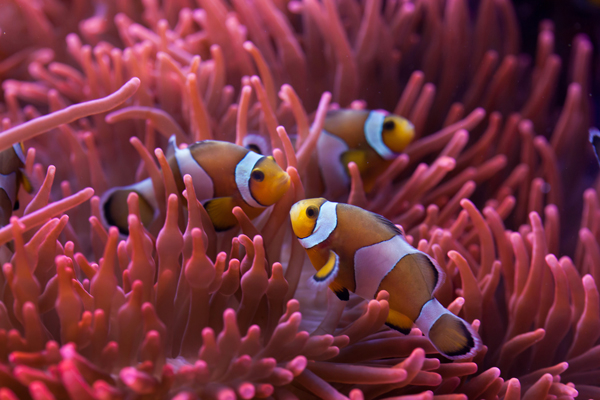Bunte Fische unter Wasser im Great Barrier Reef (Australien).
